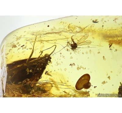 Mammalian hair, Caddisfly Trichoptera and More. Fossil inclusions Ukrainian Rovno amber #14200R