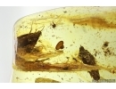 Mammalian hair, Caddisfly Trichoptera and More. Fossil inclusions Ukrainian Rovno amber #14200R