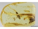 Mammalian hair, Caddisfly Trichoptera and More. Fossil inclusions Ukrainian Rovno amber #14200R
