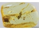 Mammalian hair, Caddisfly Trichoptera and More. Fossil inclusions Ukrainian Rovno amber #14200R