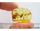 Mammalian hair, Caddisfly Trichoptera and More. Fossil inclusions Ukrainian Rovno amber #14200R