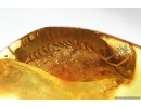  Big 14mm! Centipede Lithobiidae and Beetle. Fossil inclusions Baltic amber #14201