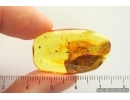  Big 14mm! Centipede Lithobiidae and Beetle. Fossil inclusions Baltic amber #14201