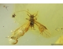 Nice Winged Aphid Aphididae. Fossil insect Ukrainian Rovno amber #14203R