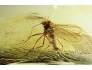 Nice Coccids Coccoidea and More. Fossil inclusions Ukrainian Rovno amber #14204
