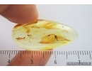 Nice Coccids Coccoidea and More. Fossil inclusions Ukrainian Rovno amber #14204