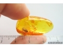 Psocid Psocoptera. Fossil insect Baltic amber #14205