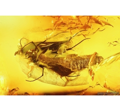 Fungus gnat Mycetophilidae with Eggs and Flower fragment. Fossil inclusions Baltic amber #14210