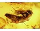 Fungus gnat Mycetophilidae with Eggs and Flower fragment. Fossil inclusions Baltic amber #14210
