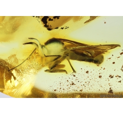 Rare Fungus gnat Mycetophilidae. Fossil insect Ukrainian Rovno amber #14211R