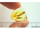 Rare Fungus gnat Mycetophilidae. Fossil insect Ukrainian Rovno amber #14211R