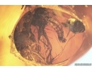 Amber Stalactite 25mm and Fungus gnats Mycetophilidae. Fossil inclusions in Baltic amber #14212