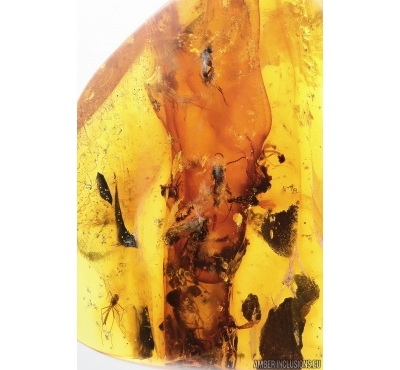 Amber Stalactite 25mm and Fungus gnats Mycetophilidae. Fossil inclusions in Baltic amber #14212