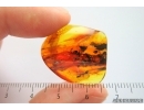 Amber Stalactite 25mm and Fungus gnats Mycetophilidae. Fossil inclusions in Baltic amber #14212