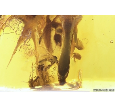 Amber Stalactite, Fungus gnats Mycetophilidae and Tumbling Flower Beetle Mordellidae. Fossil inclusions Baltic amber #14214