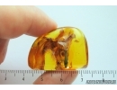 Amber Stalactite, Fungus gnats Mycetophilidae and Tumbling Flower Beetle Mordellidae. Fossil inclusions Baltic amber #14214