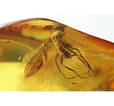 Rare Big-headed fly Pipunculidae. Fossil insect in Baltic amber #14215
