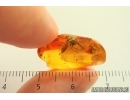 Rare Big-headed fly Pipunculidae. Fossil insect in Baltic amber #14215