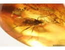 Rare Wood gnat Anisopodidae and More. Fossil insects in Baltic amber #14216