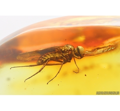 Rare Wood gnat Anisopodidae and More. Fossil insects in Baltic amber #14216
