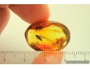 Rare Wood gnat Anisopodidae and More. Fossil insects in Baltic amber #14216