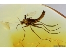 Fungus gnat, Beetle and Mite. Fossil inclusions Ukrainian Rovno amber #14217R