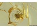 Fungus gnat, Beetle and Mite. Fossil inclusions Ukrainian Rovno amber #14217R