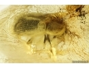Fungus gnat, Beetle and Mite. Fossil inclusions Ukrainian Rovno amber #14217R
