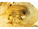 Fungus gnat, Beetle and Mite. Fossil inclusions Ukrainian Rovno amber #14217R