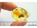 Fungus gnat, Beetle and Mite. Fossil inclusions Ukrainian Rovno amber #14217R