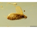 Black Scavenger fly Scatopsidae and More. Fossil Inclusions Ukrainian Rovno amber stone #14218R