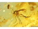 Black Scavenger fly Scatopsidae and More. Fossil Inclusions Ukrainian Rovno amber stone #14218R