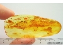 Black Scavenger fly Scatopsidae and More. Fossil Inclusions Ukrainian Rovno amber stone #14218R