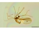 Nice Dark-Winged fungus gnat Sciaridae and Beetle. Fossil inclusions Ukrainian Rovno amber #14219