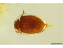 Nice Dark-Winged fungus gnat Sciaridae and Beetle. Fossil inclusions Ukrainian Rovno amber #14219