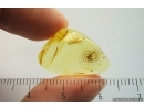 Psocid Psocoptera. Fossil insect in Ukrainian Rovno amber #14221R