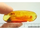 Cockroach Blattaria. Fossil insect in Baltic amber #14222