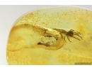Stalactite and Spider. Fossil inclusions in Ukrainian Rovno amber #14223