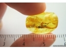 Stalactite and Spider. Fossil inclusions in Ukrainian Rovno amber #14223