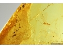 Spider Araneae in Spider web and More. Fossil inclusions Baltic amber #14224