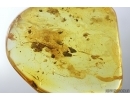 Spider web. Fossil inclusion Baltic amber #14225