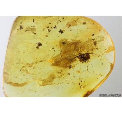 Spider web. Fossil inclusion Baltic amber #14225