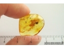 Spider web. Fossil inclusion Baltic amber #14225