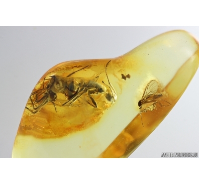 Spider and Ant. Fossil inclusions in Baltic amber #14226