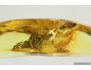 Spider and Ant. Fossil inclusions in Baltic amber #14226