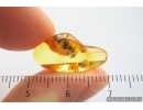 Spider and Ant. Fossil inclusions in Baltic amber #14226