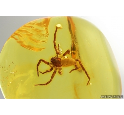 Nice Spider Araneae. Fossil inclusion in Baltic amber #14227