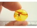Nice Spider Araneae. Fossil inclusion in Baltic amber #14227