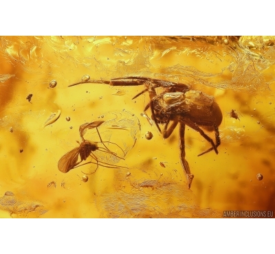 Spider Araneae and Dark-Winged fungus gnat Sciaridae. Fossil inclusions in Baltic amber #14228