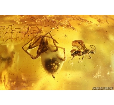 Spider Araneae and Wasp Hymenoptera. Fossil inclusions Baltic amber #14229